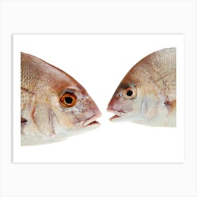 Two Fish Facing Each Other Art Print