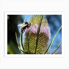 bumbling around a teazel Art Print