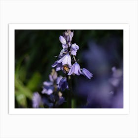 Bee On Bluebells Poster