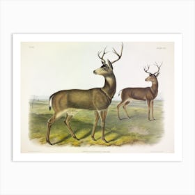 Columbian Black Tailed Deer, John James Audubon Art Print