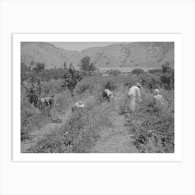 Young People From Logan Picking Berries For Farmer In Cache County, Utah, There Is No Migrant Labor Used Art Print