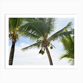 Palm Trees On The Beach Art Print