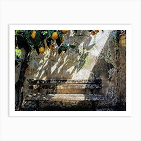 Bench Under A Lemon Tree Art Print