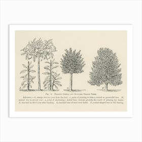 Vintage Illustration Of Trees Pruning, John Wright Art Print