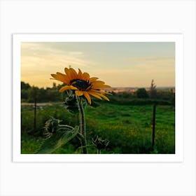 Sunflower At Sunset Art Print