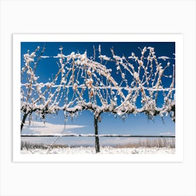 Unitltled 23 - Snow in the Vineyard Series Art Print