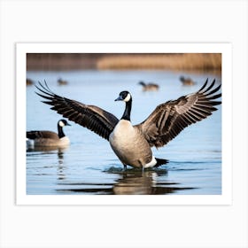 A Canadian Goose In Its Natural Habitat Near A Lake Shallow Enough For Swimming Gracing The Water W (1) Art Print