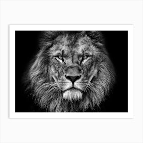 Black And White Lion Art Print