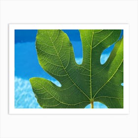 Close-up of a green fig leaf and blue water Art Print