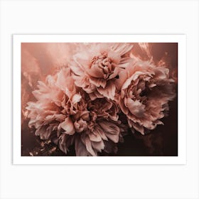 Salmon Blush Peony Art Print