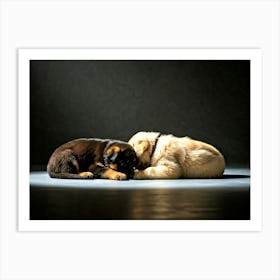 Puppy cuddle Poster