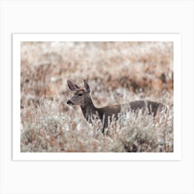 Deer In High Grass Art Print