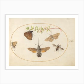 Hawk Moth, Butterflies, And Other Insects Around A Snowberry Sprig, Joris Hoefnagel Art Print