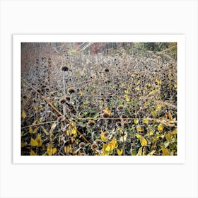 Sunflowers In The Field Art Print