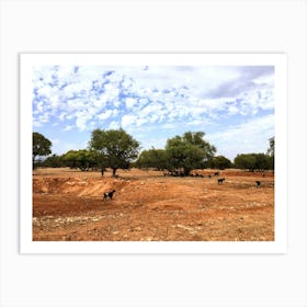 Goats In Trees In Morocco (Africa Series) Art Print