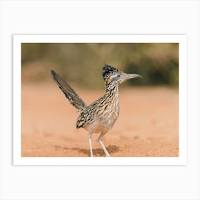 Desert Road Runner Art Print