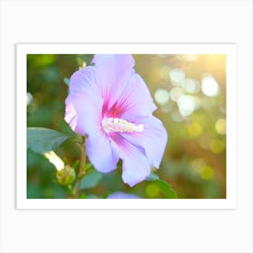 Summertime Pink Hibiscus Flower 1 Art Print