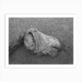 Untitled Photo, Possibly Related To Head Of Horse That Died Of Compaction Due To Poor Feed, William Butler Farm Art Print