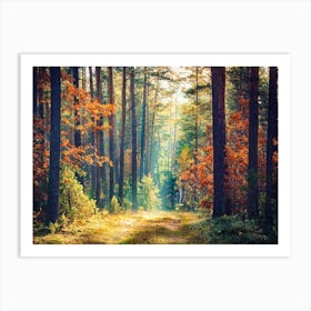 Autumn In The Forest Art Print