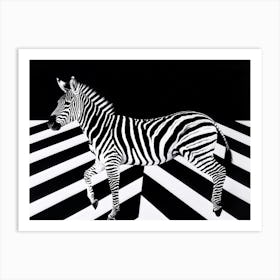 Optical Illusion Capturing A Zebra Curved Stance Head Tilting Towards Top Right Corner Striking A Art Print