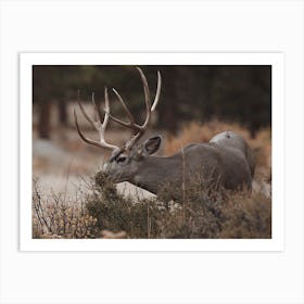 Grazing Mule Deer Art Print