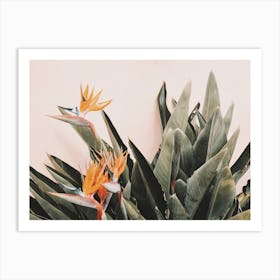 Tropical Birds Of Paradise Art Print