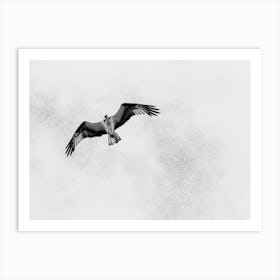 Osprey In Flight, Black and White Art Print