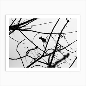 Crow On Tree Branches 1 Art Print