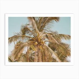 Coconut Palm Tree Art Print