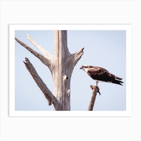 Sea Eagle Perched Art Print