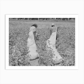 Cotton Pickers, Lehi, Arkansas By Russell Lee Art Print