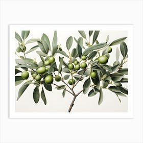 Olive Tree Branch Art Print