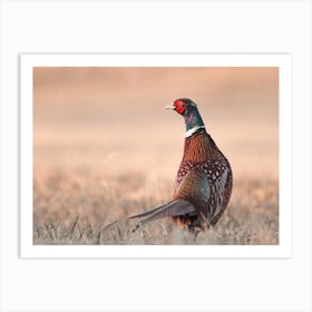 Pheasant In Field Art Print