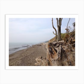 Tree Stump On The Beach Art Print