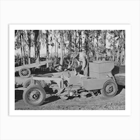 Salinas, California, Putting Seed Into The Planter Used In Guayule Nursery Of The Intercontinental Rubber Producers By Art Print