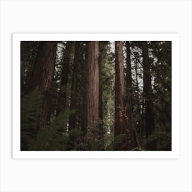 Sequoia Forest Art Print