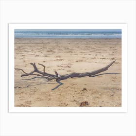 Driftwood On The Beach Art Print