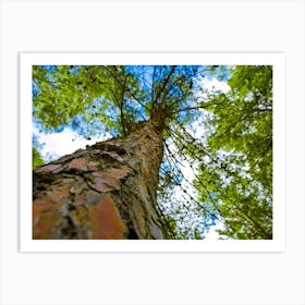 Tree From Below Art Print