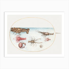 Lobster, Squilla Mantis, And Other Crustaceans (1575–1580), Joris Hoefnagel Art Print