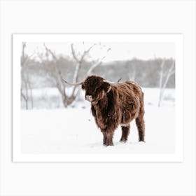 Shaggy Winter Cow Art Print