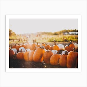 Pumpkin Patch Sunset Art Print