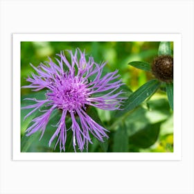 Purple Thistle 20170818 1544pub Art Print