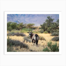 Oryx At Solitaire In Namibia Poster