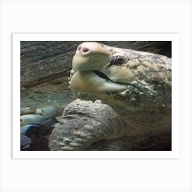 Snapping turtle Art Print