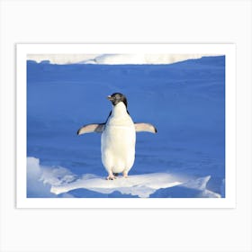 Penguin In Antarctica Art Print