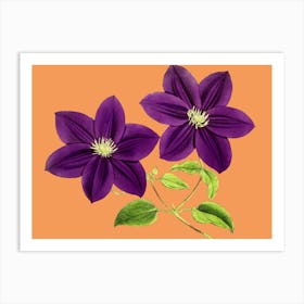 Purple Clematis Art Print