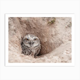 Burrowing Owl Home Art Print