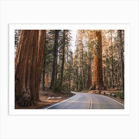 Redwood Road Art Print