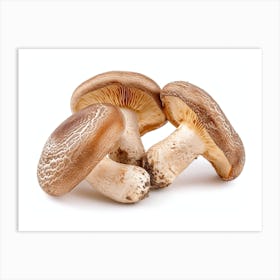 Three Mushrooms On A White Background Art Print