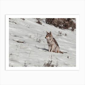Winter Coyote Scenery Art Print
